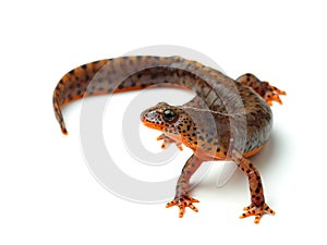 Carpathian newt (Lissotriton montandoni) on white