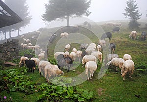 Carpathian sheep