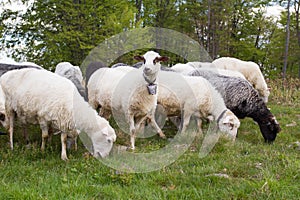 Carpathian sheep
