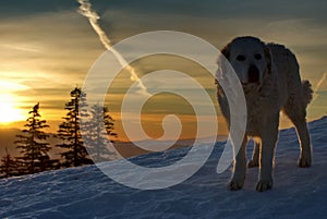 Carpathian Shepherd. Big dog in the light of sunset. Winter mountain landscape