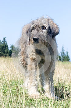 Romanian Carpathian Shepherd Dog