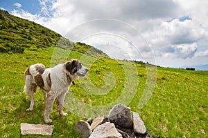 The Carpathian shepherd dog