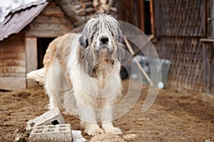 Carpathian Shepherd Dog standing in the yard