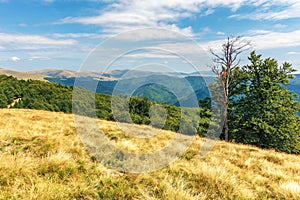 Carpathian sub alpine meadows in august