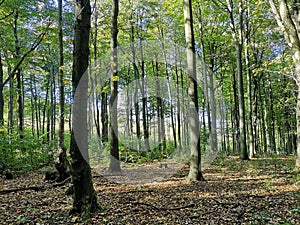 Carpatian woods forrest