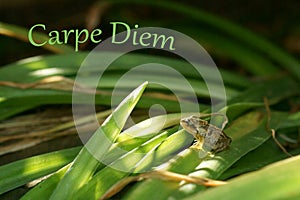 Carpe Diem - Seize the day - Inspirational Quote photo