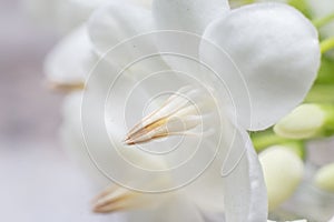 Carpel Flower photo