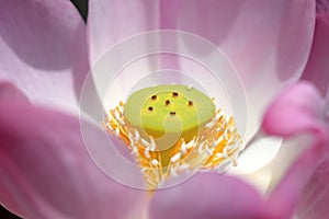 Carpel lotus photo