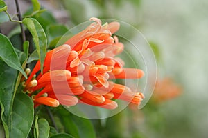 Carpel with orange flowers photo