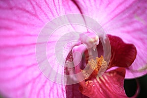Carpel orchild tropical flowers photo