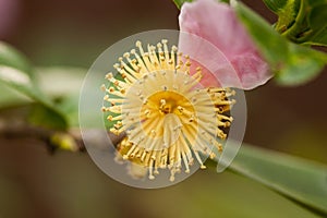 Carpel Pistil Stamen Abstract