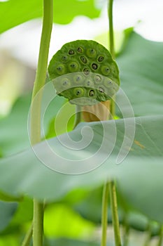 Carpellary receptacle of Lotus