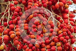 Carpentaria Palm