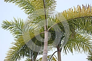 Carpentaria Palm.