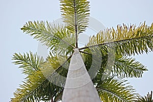 Carpentaria Palm.