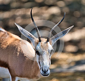 African antilope closeup head shot photo