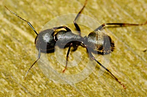 Carpenter Ant