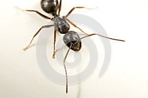 Carpenter ant