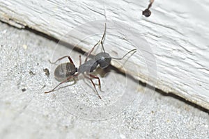 Carpenter Ant