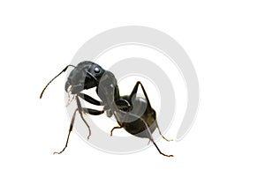 Carpenter Ant on Back Legs