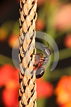 Carpenter ant, Camponotus sp, Hyderabad,Telanagana, India