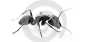 Carpenter ant, Camponotus vagus