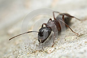 Carpenter ant, Camponotus on wood