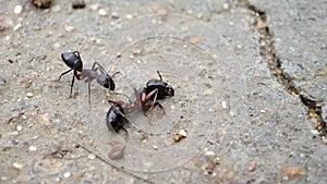A Carpenter ant Checking another dead ant