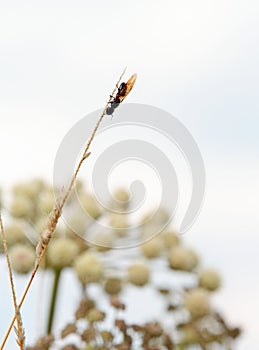 A carpenter ant climbing