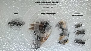 Carpenter Ant Colony