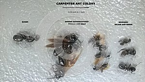 Carpenter Ant Colony photo