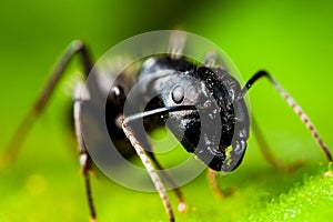 Carpenter ant img