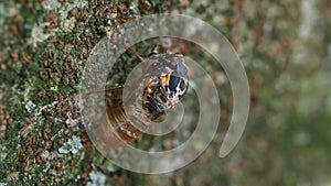 A Carpenter Ant feasts on a Periodical Cicada that died during its molt