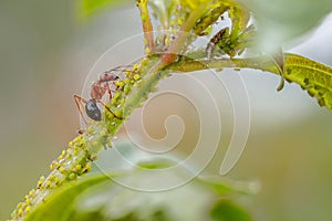 Carpenter Ant Feeding On Aphids