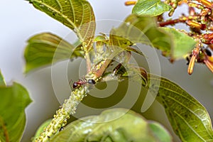 Carpenter Ant Feeding On Aphids