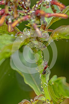 Carpenter Ant On A Firestick Bush, Eating Aphids