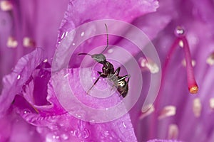 Carpenter ant inside lavender rhododendron flower in South Winds