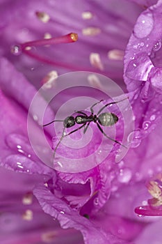 Carpenter ant inside lavender rhododendron flower in South Winds