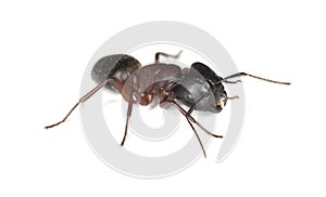 Carpenter ant isolated on white