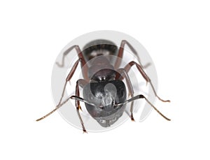 Carpenter ant isolated on white