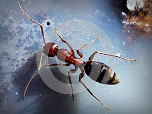 Carpenter ant with large antennas exploring a milky white surface