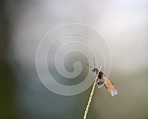 A Carpenter ant trying to take off