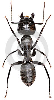 Carpenter Ant on white Background