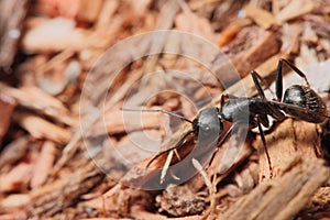 Carpenter ant on wood chips