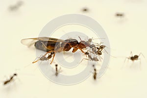 Carpenter ant and worker ant macro photo