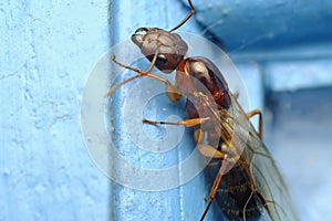 Carpenter ant and worker ant macro photo