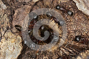 Carpenter ants, Camponotus guarding hole in aspen wood