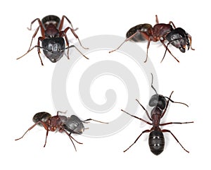 Carpenter ants, Camponotus isolated on white background