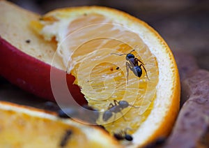 Carpenter Ants Or Camponotus Species On Orange