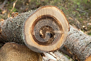 Carpenter ants nest causing damage on fir wood